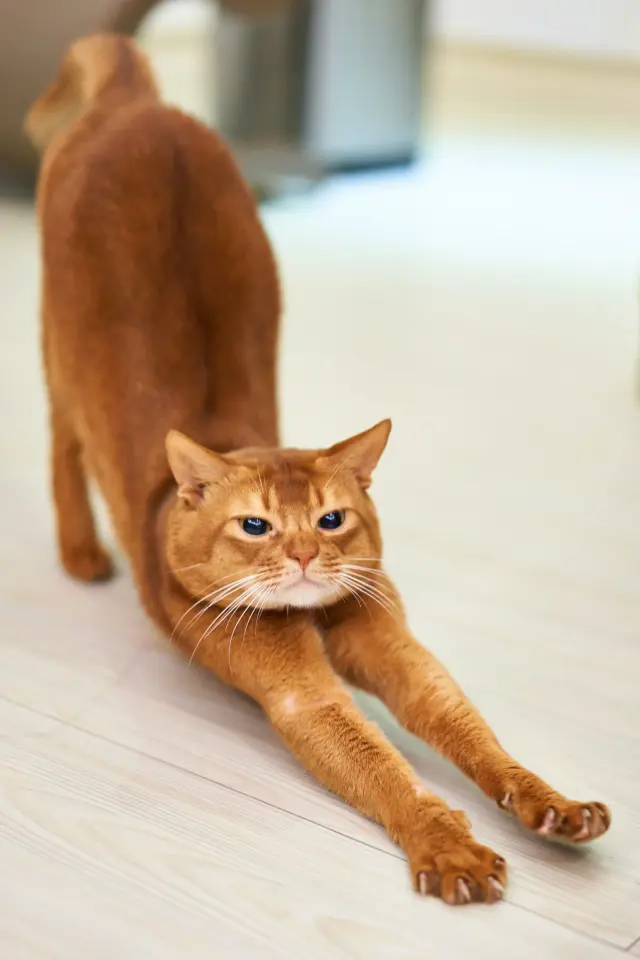 Cat Stretch Fever – Mastering the Benefits of Stretching