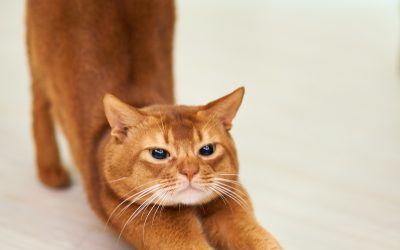 Cat Stretch Fever – Mastering the Benefits of Stretching